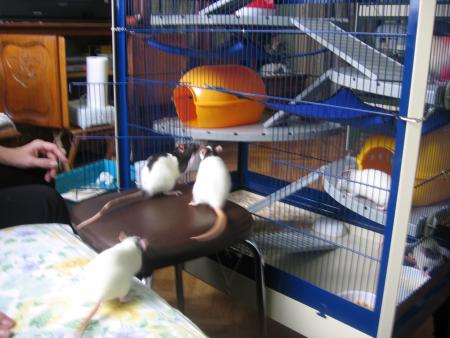 ORGANISATION