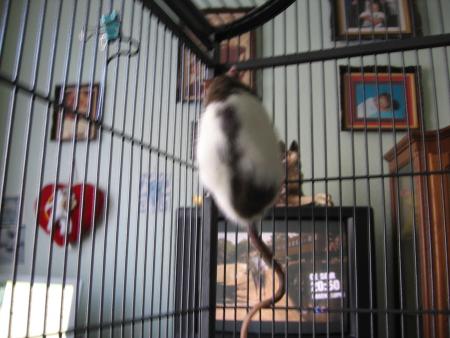 RICKY  AIME LA TV .
