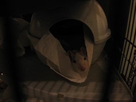 RAFA  SE REPOSE